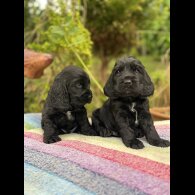 Cocker Spaniel (Working &amp; Show) - Dogs