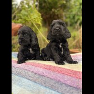 Cocker Spaniel (Working &amp; Show) - Dogs