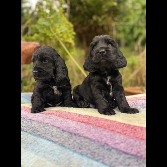 Cocker Spaniel (Working &amp; Show) - Dogs