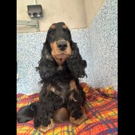 Cocker Spaniel (Working &amp; Show) - Dogs