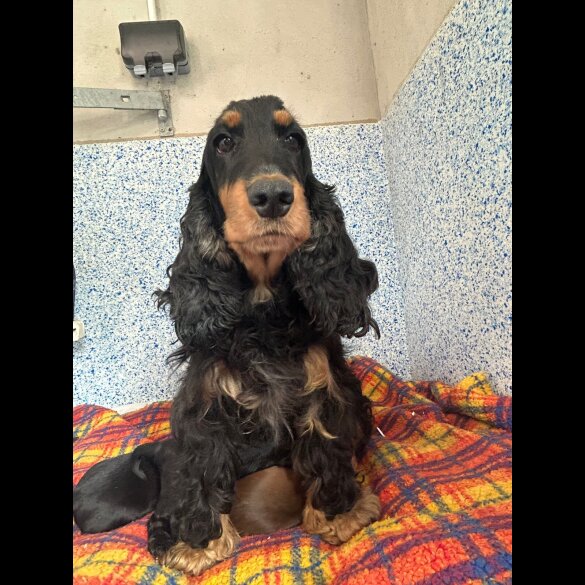 Cocker Spaniel (Working &amp; Show) - Dogs