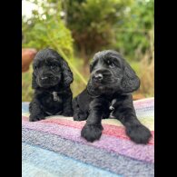 Cocker Spaniel (Working &amp; Show) - Dogs
