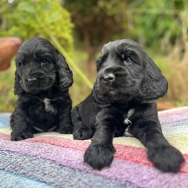 Cocker Spaniel (Working &amp; Show) - Dogs