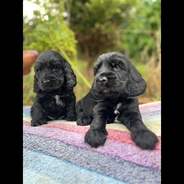 Cocker Spaniel (Working &amp; Show) - Dogs