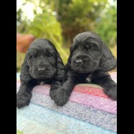 Cocker Spaniel (Working &amp; Show) - Dogs