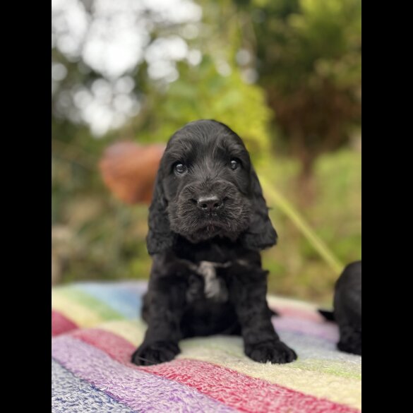 Cocker Spaniel (Working &amp; Show) - Dogs