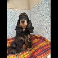 Cocker Spaniel (Working &amp; Show) - Dogs