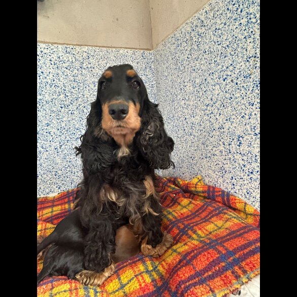 Cocker Spaniel (Working &amp; Show) - Dogs