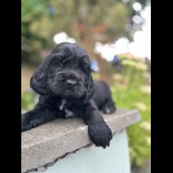 Cocker Spaniel (Working &amp; Show) - Dogs