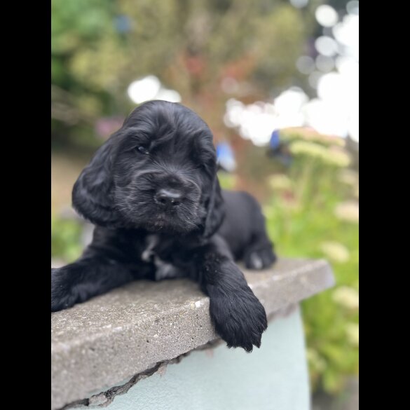 Cocker Spaniel (Working &amp; Show) - Dogs