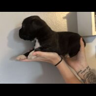 American Cocker Spaniel - Both