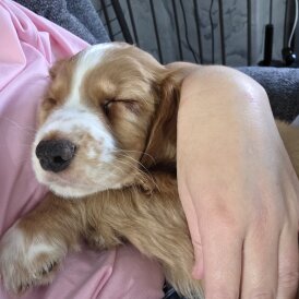 Cocker Spaniel (Working &amp; Show) - Dogs