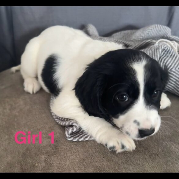Cocker Spaniel (Working &amp; Show) - Both
