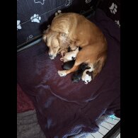 Cocker Spaniel (Working &amp; Show) - Both
