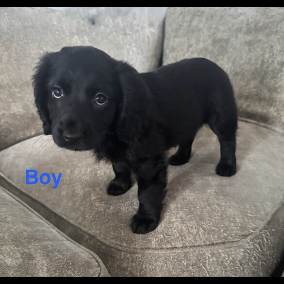 Cocker Spaniel (Working &amp; Show) - Both