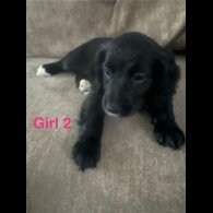 Cocker Spaniel (Working &amp; Show) - Both