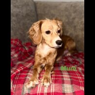 Cocker Spaniel (Working &amp; Show) - Both