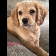 Cocker Spaniel (Working &amp; Show) - Both