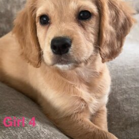 Cocker Spaniel (Working &amp; Show) - Both