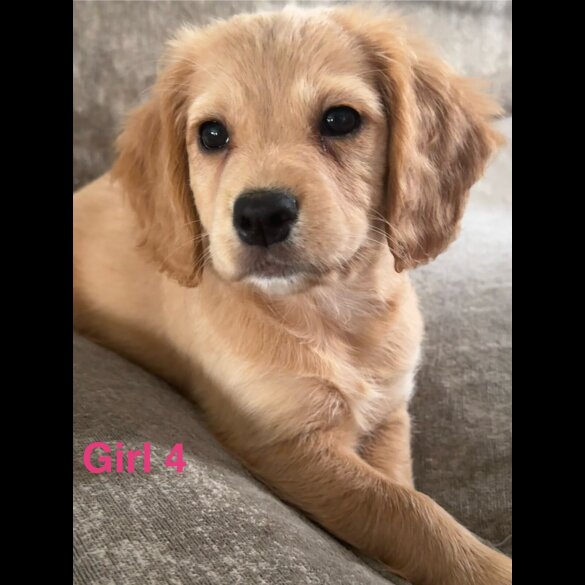 Cocker Spaniel (Working &amp; Show) - Both