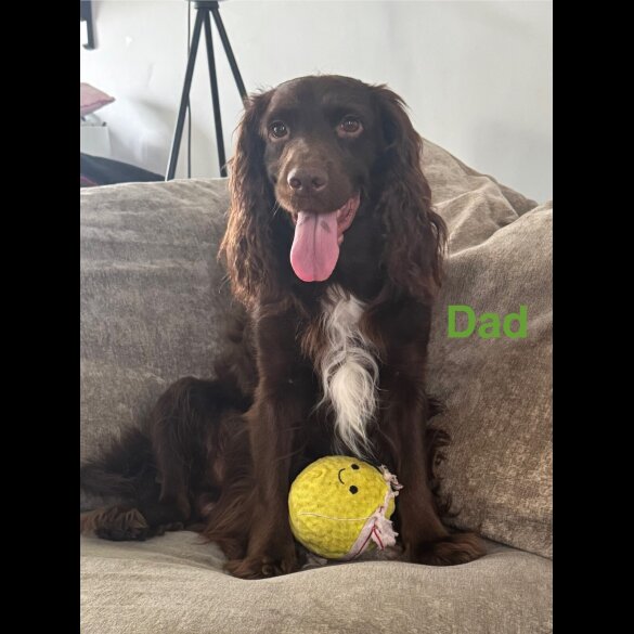 Cocker Spaniel (Working &amp; Show) - Both