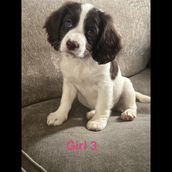 Cocker Spaniel (Working &amp; Show) - Both
