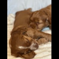 Cocker Spaniel (Working &amp; Show) - Both