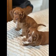 Cocker Spaniel (Working &amp; Show) - Both