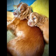 Cocker Spaniel (Working &amp; Show) - Both