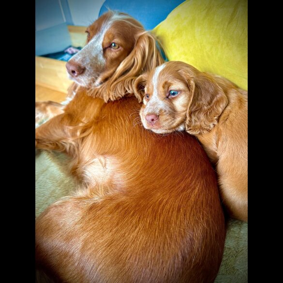 Cocker Spaniel (Working &amp; Show) - Both