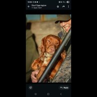 Cocker Spaniel (Working &amp; Show) - Both
