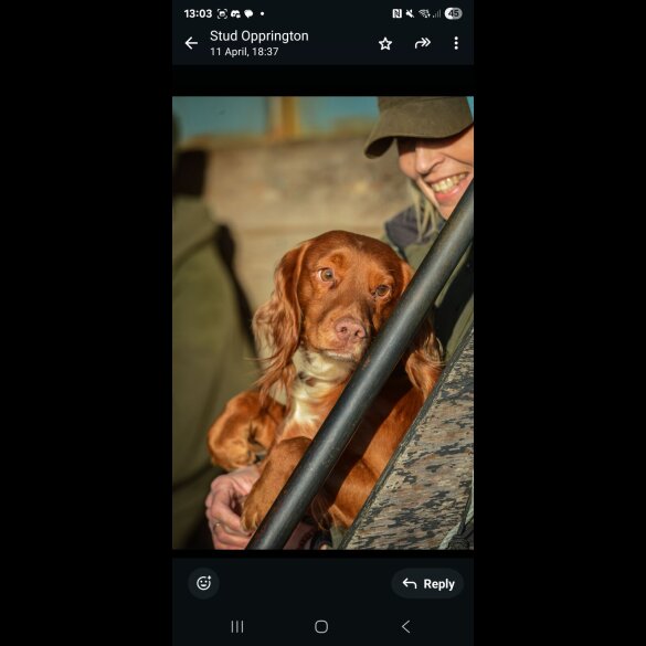 Cocker Spaniel (Working &amp; Show) - Both