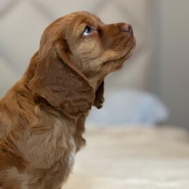 Cocker Spaniel (Working &amp; Show) - Both
