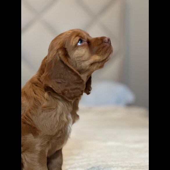 Cocker Spaniel (Working &amp; Show) - Both