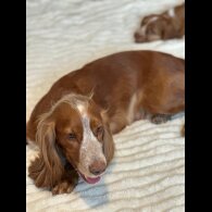 Cocker Spaniel (Working &amp; Show) - Both