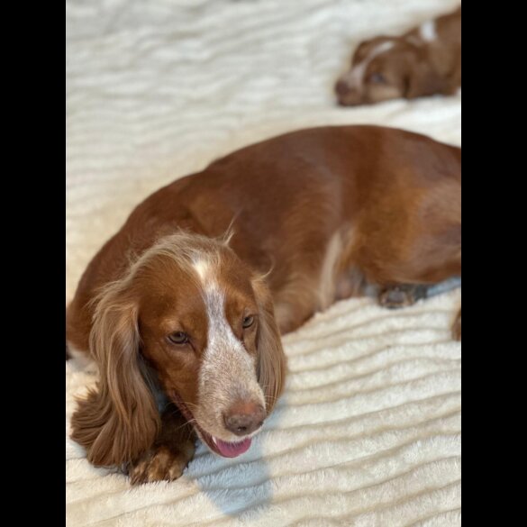 Cocker Spaniel (Working &amp; Show) - Both