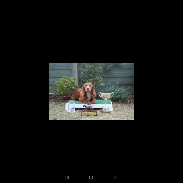 Cocker Spaniel (Working &amp; Show) - Both