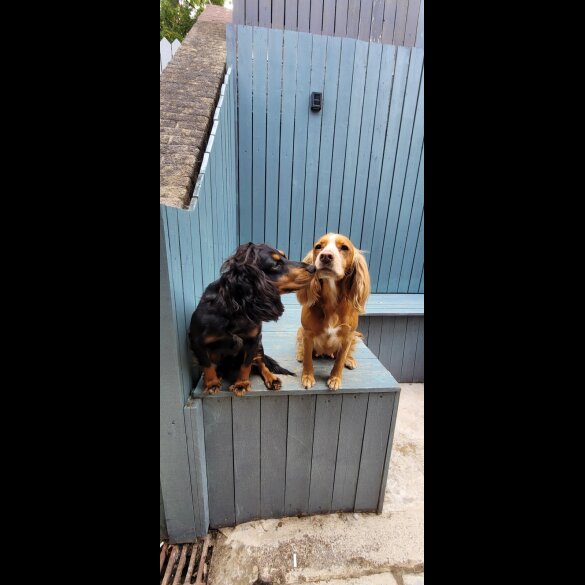 Cocker Spaniel (Working &amp; Show) - Both