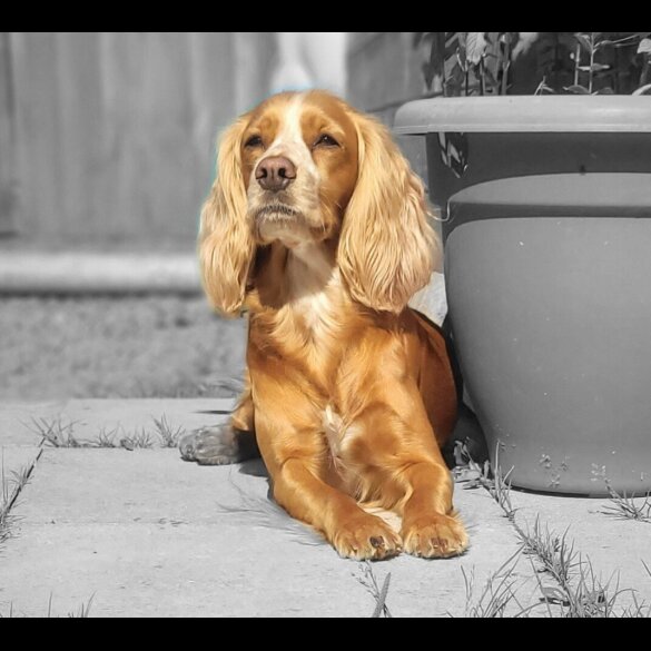 Cocker Spaniel (Working &amp; Show) - Both