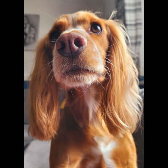 Cocker Spaniel (Working &amp; Show) - Both