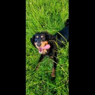 Cocker Spaniel (Working &amp; Show) - Both
