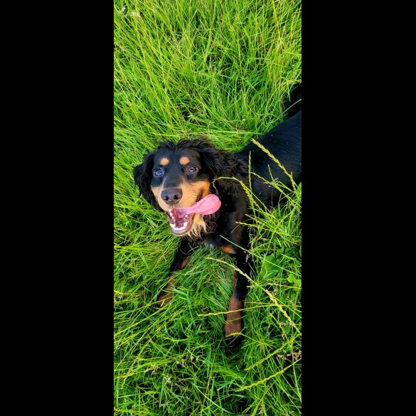 Cocker Spaniel (Working &amp; Show) - Both