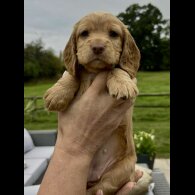 Cocker Spaniel (Working &amp; Show) - Bitches