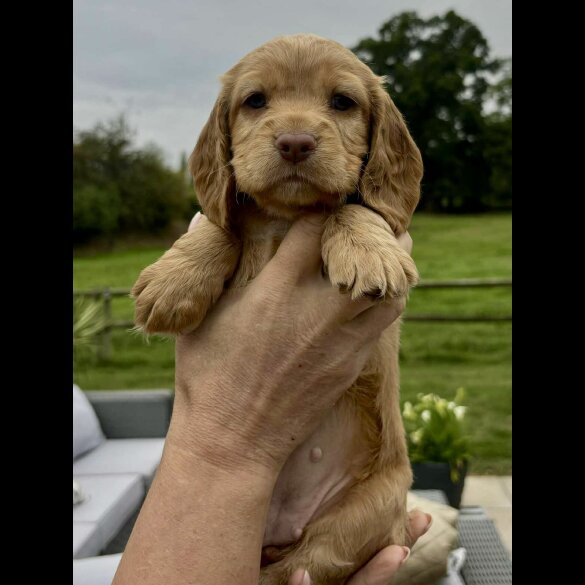 Cocker Spaniel (Working &amp; Show) - Bitches