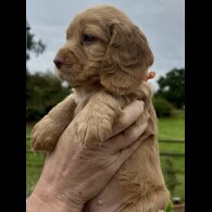 Cocker Spaniel (Working &amp; Show) - Bitches