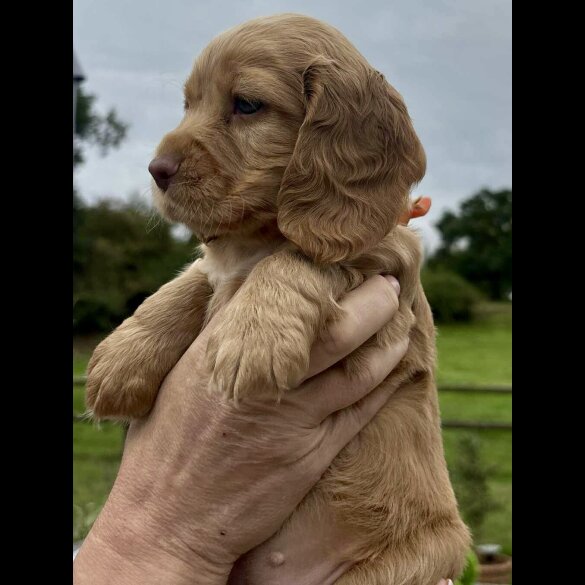 Cocker Spaniel (Working &amp; Show) - Bitches