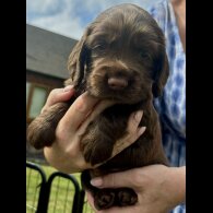 Cocker Spaniel (Working &amp; Show) - Bitches