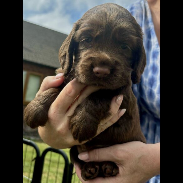 Cocker Spaniel (Working &amp; Show) - Bitches