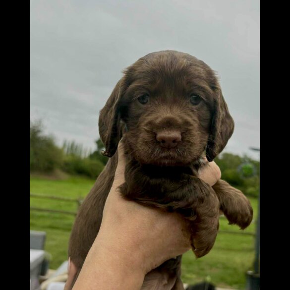 Cocker Spaniel (Working &amp; Show) - Bitches