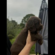 Cocker Spaniel (Working &amp; Show) - Bitches